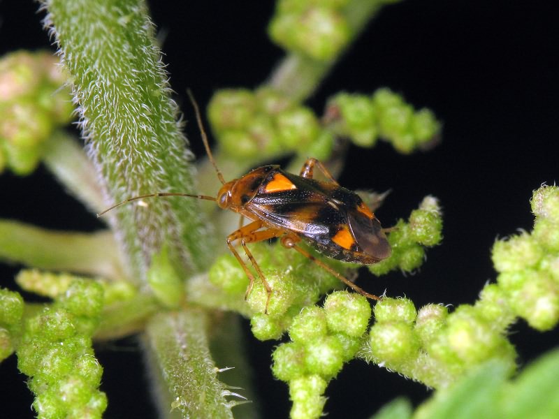 Liocoris tripustulatus (Fabricius, 1781)